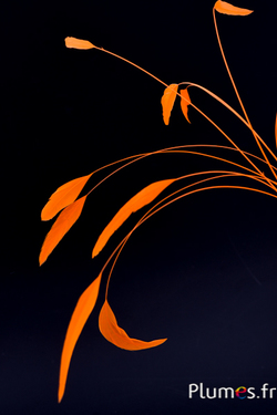 Coquetip - 20-25 cm - orange